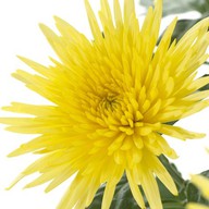 Хризантема одиночная желтая Фото