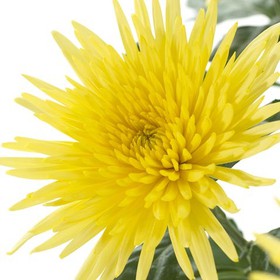 Хризантема одиночная желтая - Фото